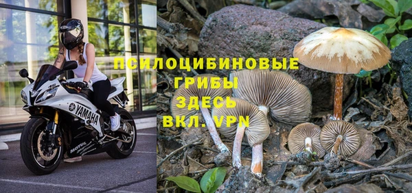 ГАЛЛЮЦИНОГЕННЫЕ ГРИБЫ Липки